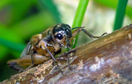 Сверчок корм для экзотов Сверчок корм для экзотов